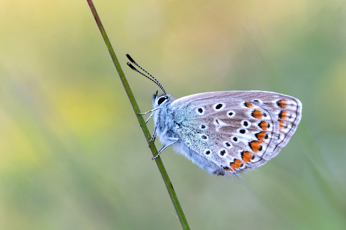 Hauchechelbläuling MF.jpg
