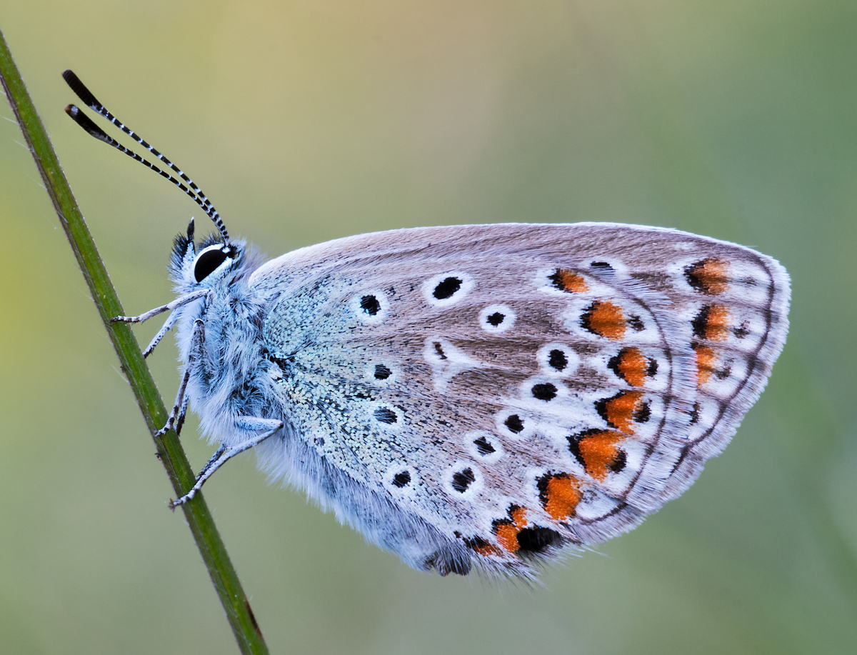 Hauchechelbläuling Ausschnitt.jpg
