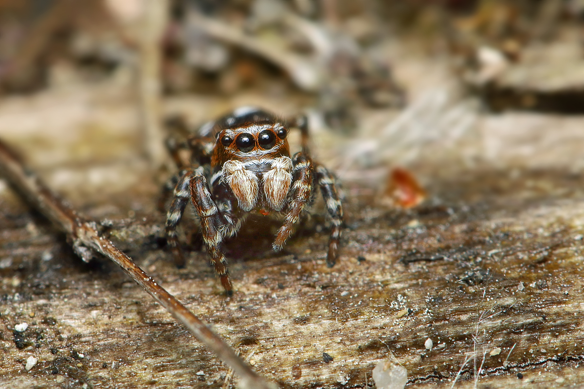 2 Attulus-floricola--m subadult.jpg