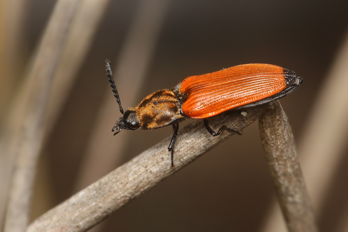 4 Anostirus castaneus (Herbstfarbener Schnellkäfer).jpg