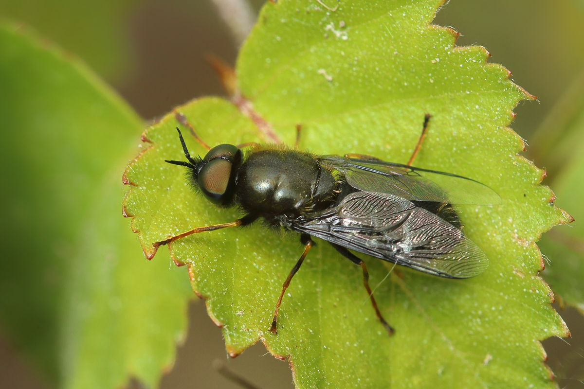 18 Waffenfliege  Odontomyia tigrina cf male.jpg