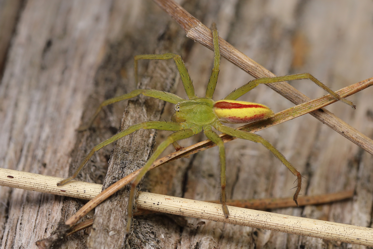 9 Micrommata-virescens-web2.jpg