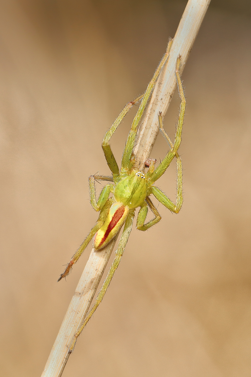 8 Micrommata-virescens 1.jpg