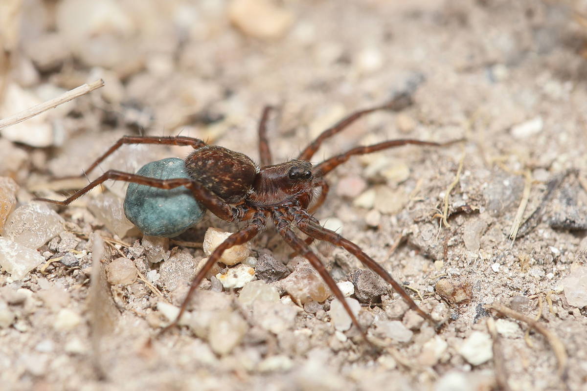 12 Pardosa cf nigriceps Schwarzkopf Laufwolf RL 3 .jpg