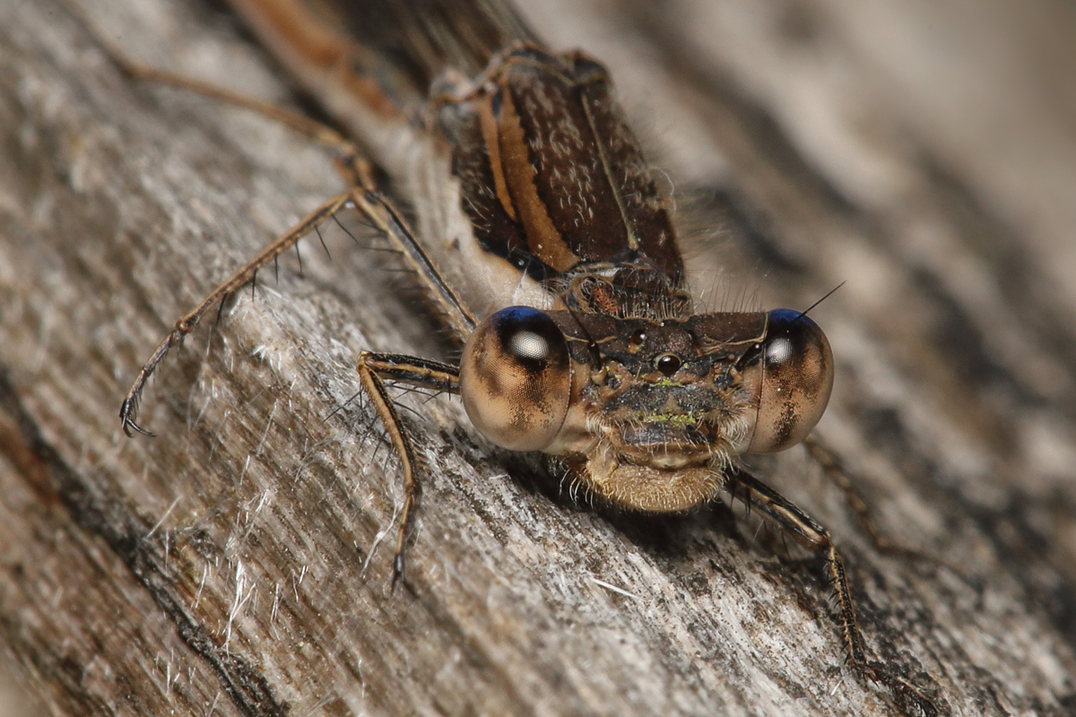 14 Sympecma-fusca-Lestidae 3.jpg