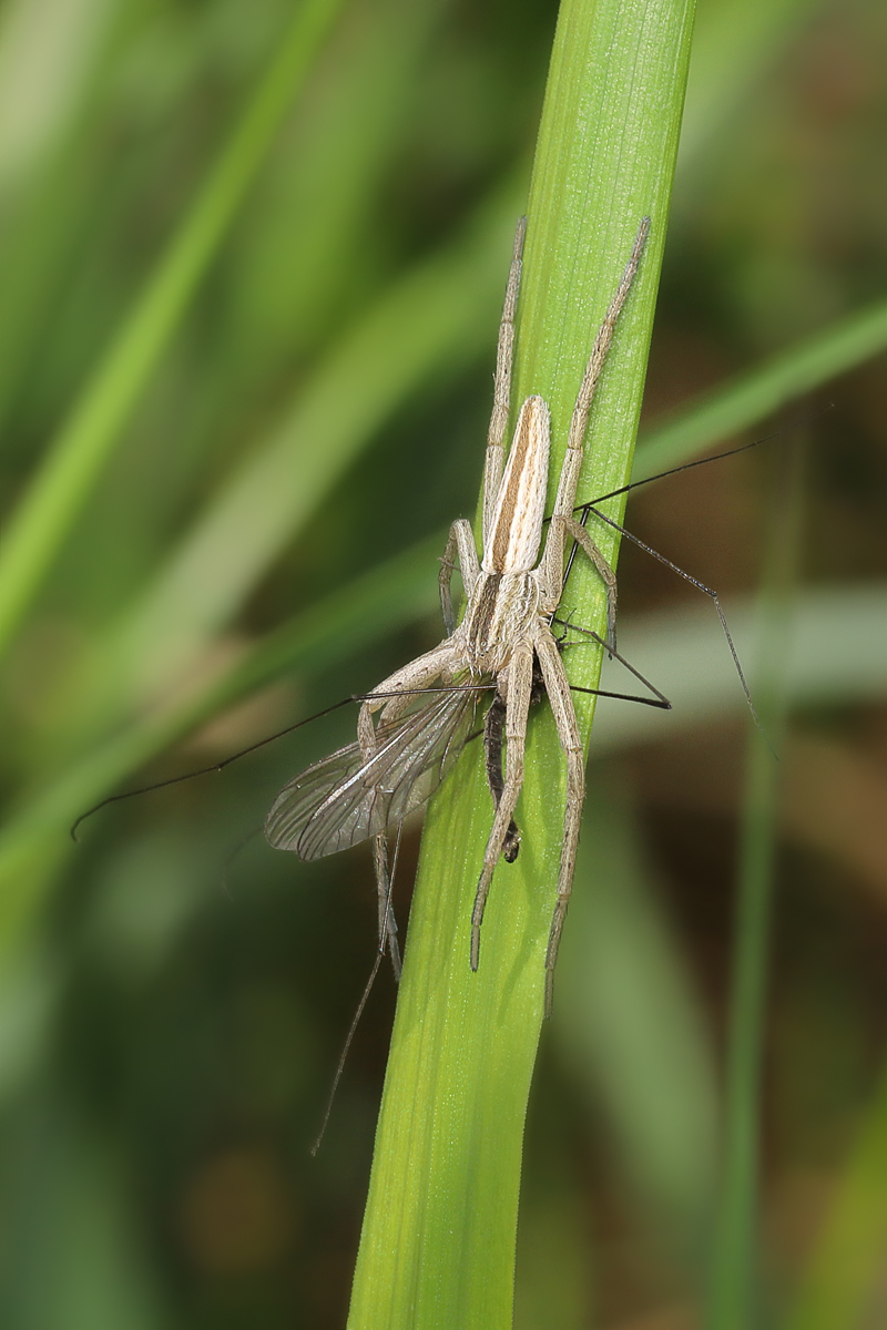 17 Tibellus-oblongatus-Gewöhnlicher Halmstrecker Philodromidae.jpg