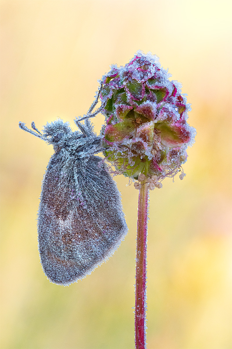 Stack_40 Bilder vereistes Wiesenvögelchen_klein.jpg