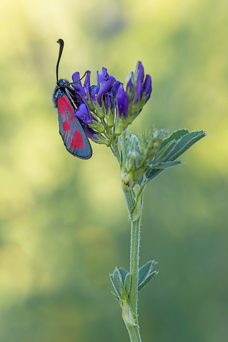 IMG_6341_SHARPEN projects DENOIS projects.jpg