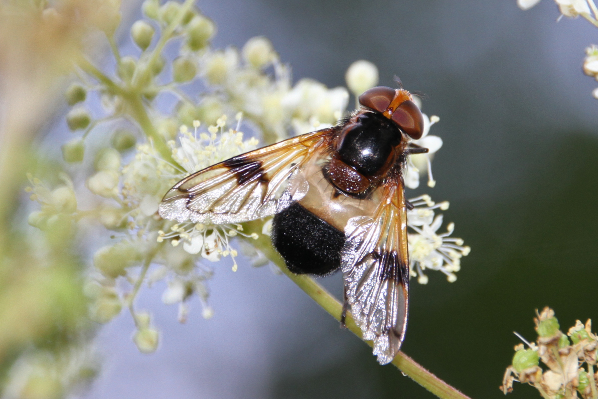 Weißbindige Hummelschwebfliege IMG 9231 k.jpg