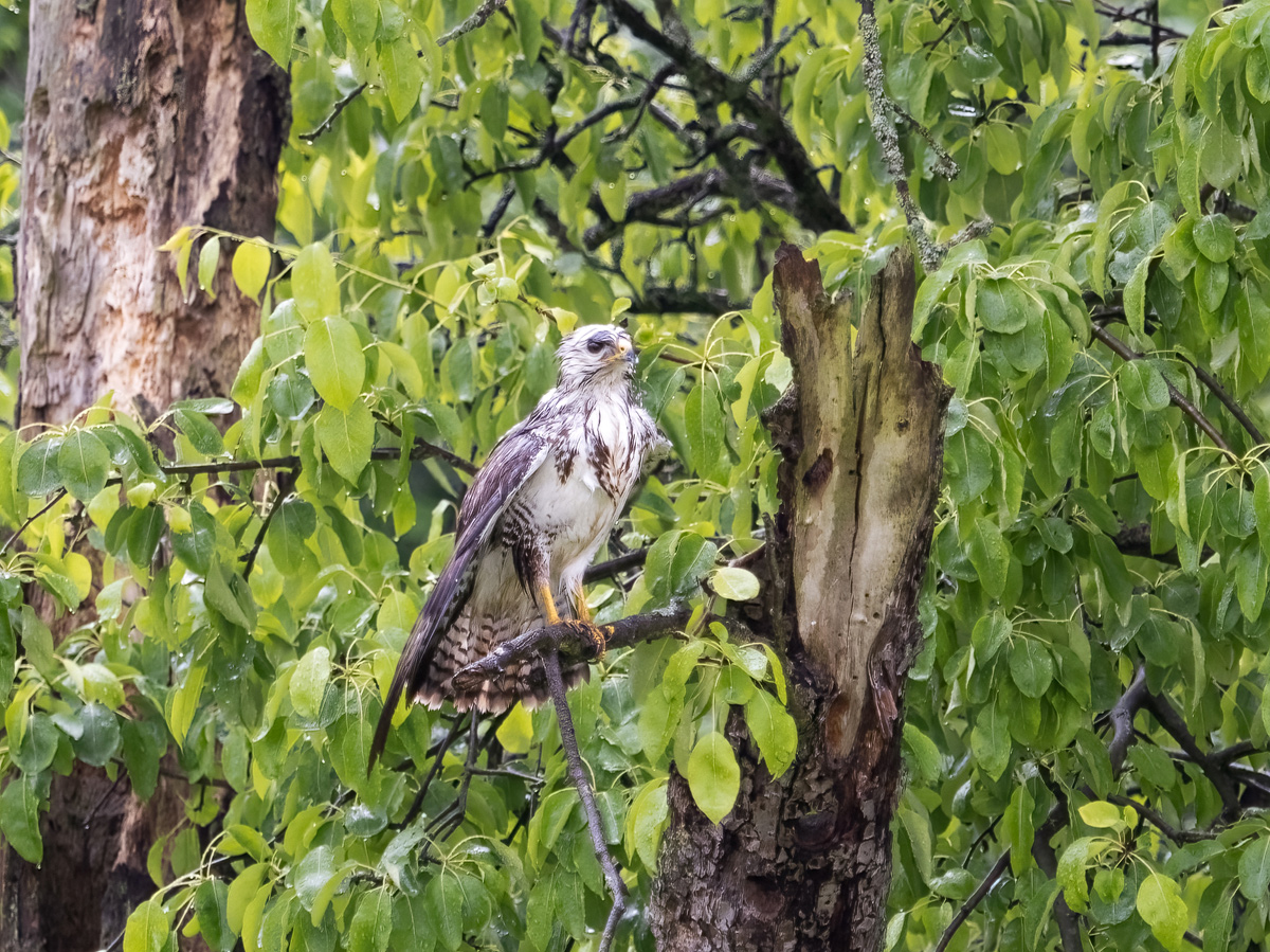 P5160012-Bussard-Bearbeitet-Ausschnitt.jpg