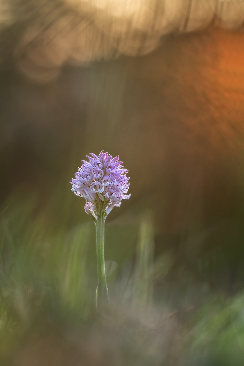 Z62_1988- Dreizähnige Knabenkraut (Neotinea tridentata).jpg