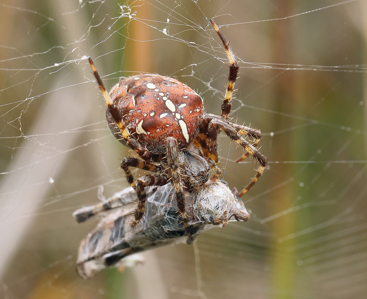 3 Araneus-quadratus-1200r-842.jpg