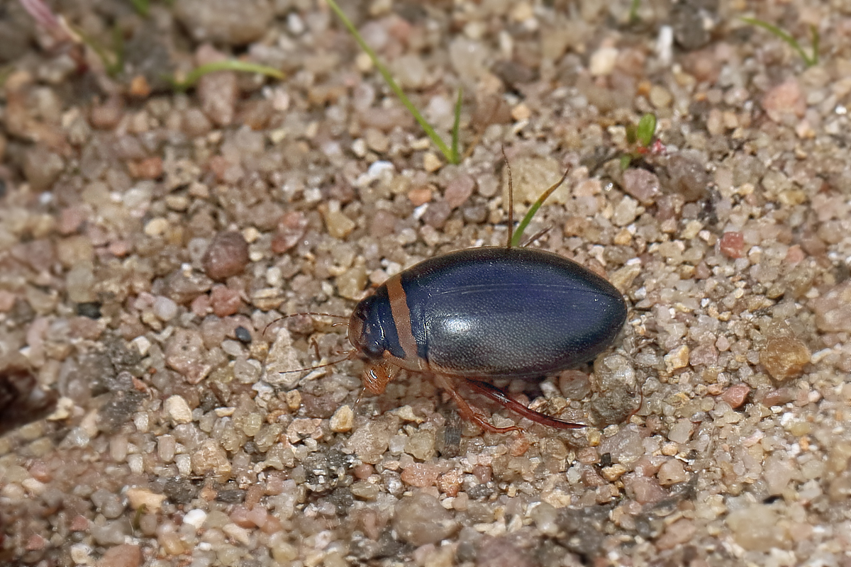 9 Graphoderus cinereus  Schwimmkäfer-+1200.jpg