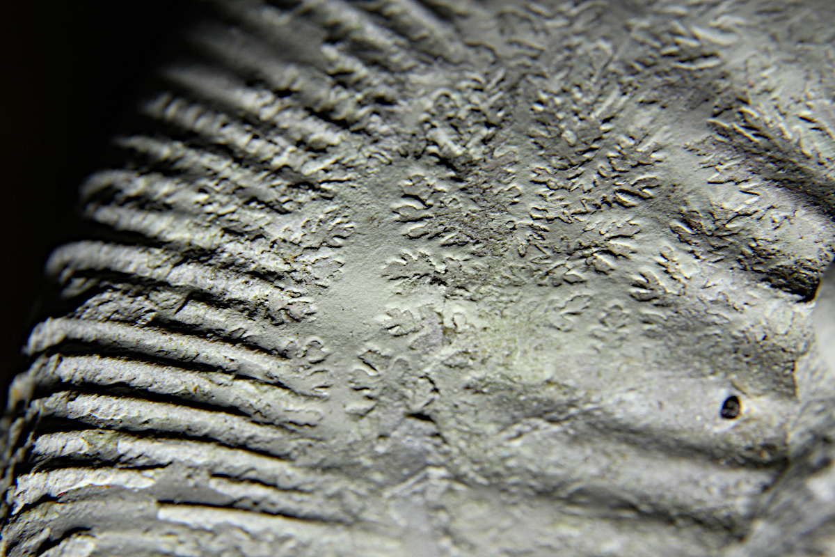 Lobenlinien IMG_3558 k.JPG