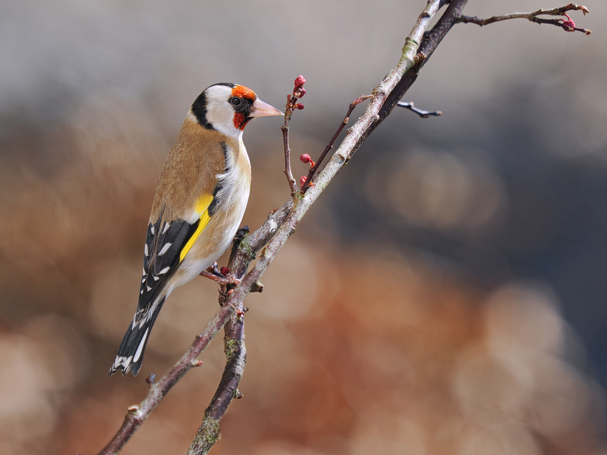 Carduelis-carduelis-OM013165---Kopie.jpg