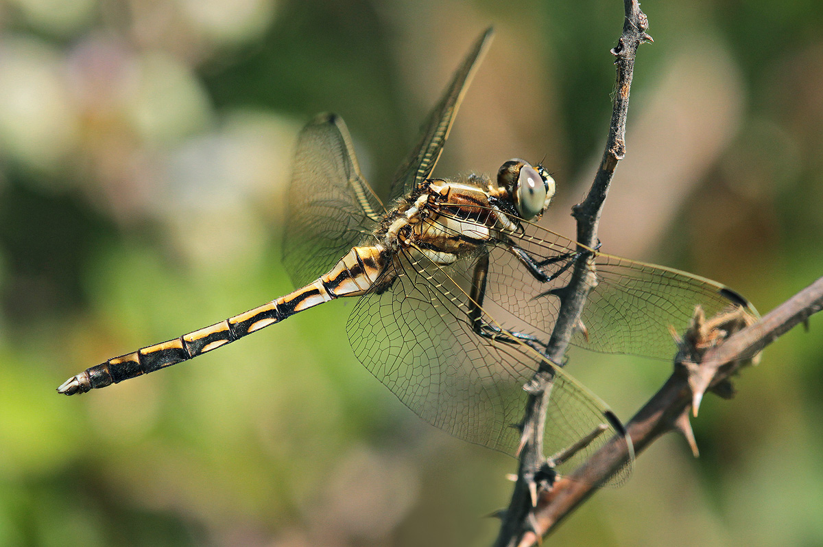 Orthetrum albistylum_m_juvenil_IMG_0190_1200.jpg