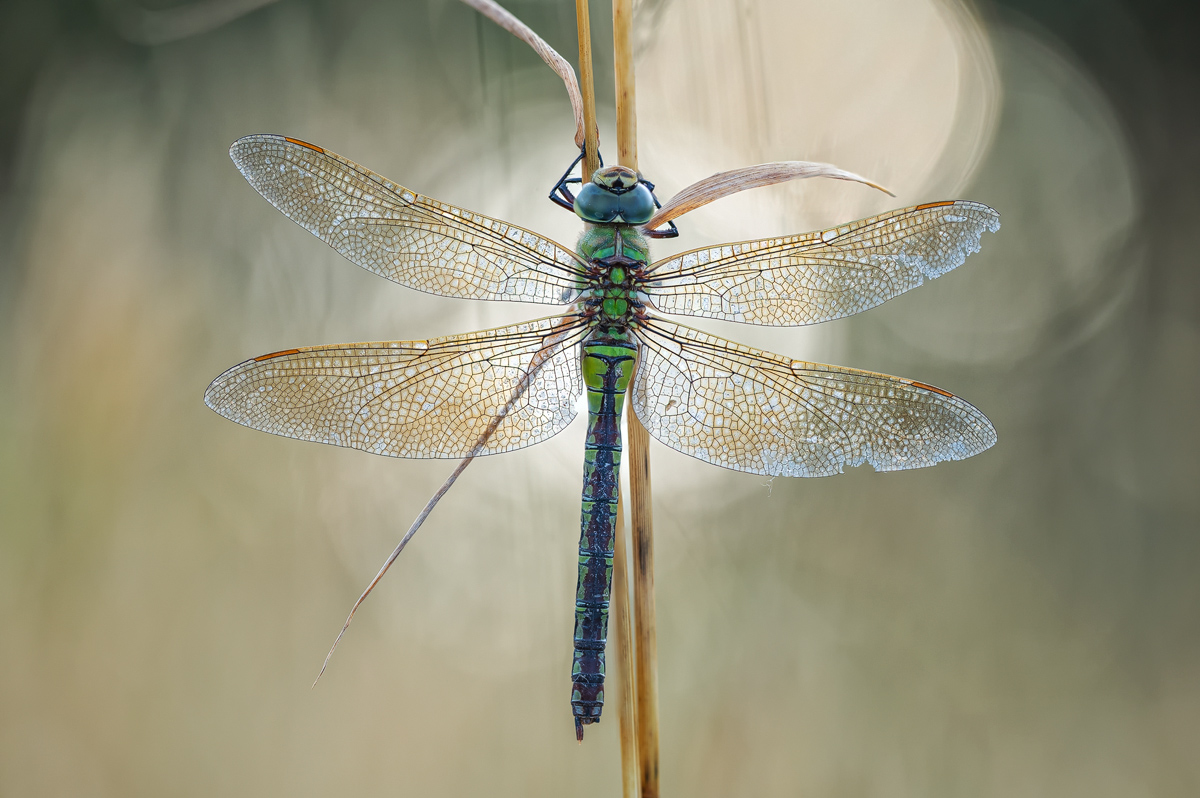 Anax imperator Z62_0006 (15)-fix Kopie.jpg