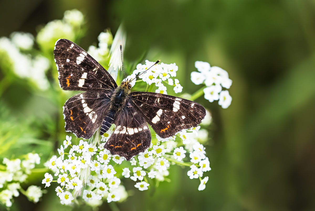 _MG_3106-Bearbeitet - Kopie-Bearbeitet.jpg