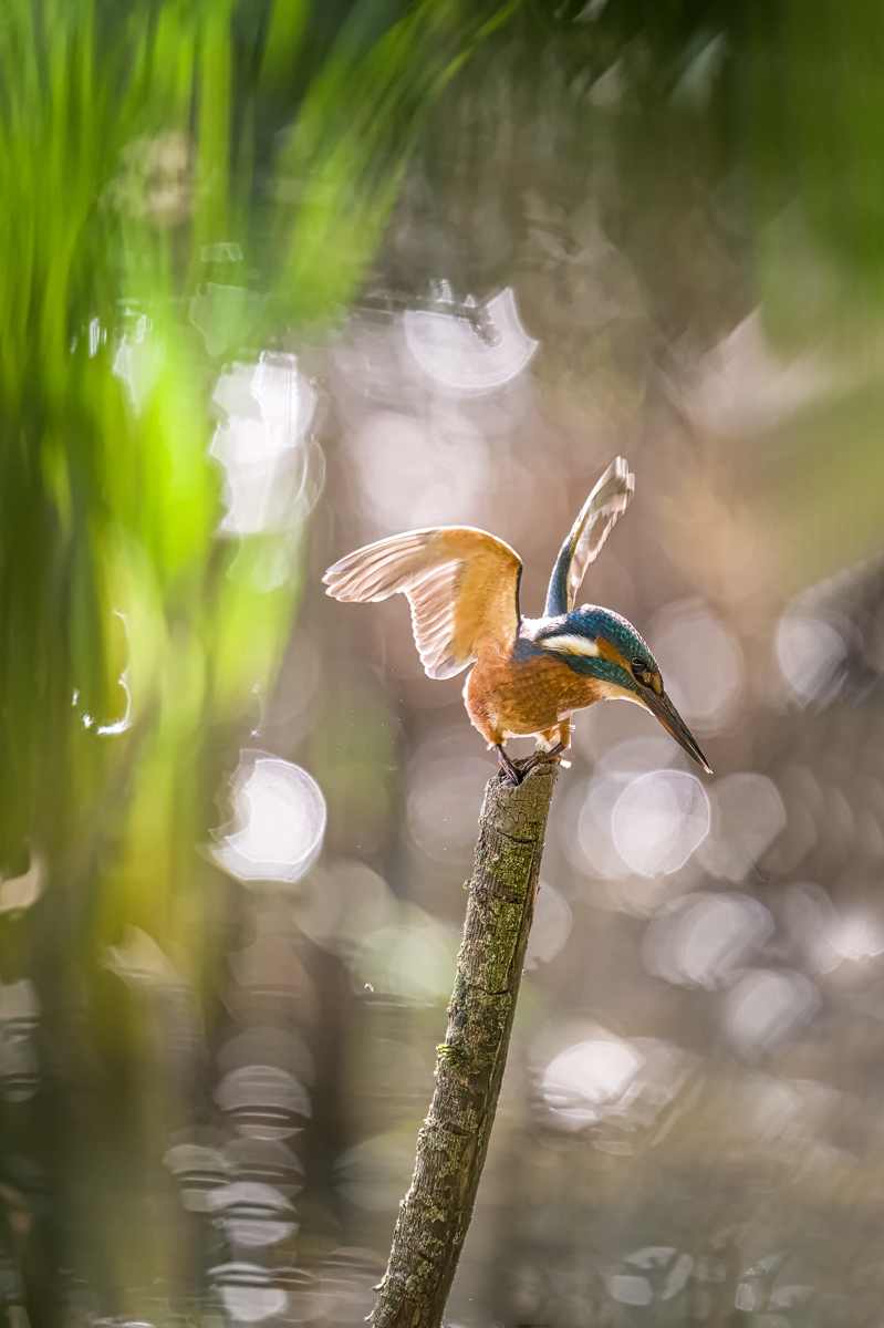 Z62_0540-Eisvogel Kopie.jpg