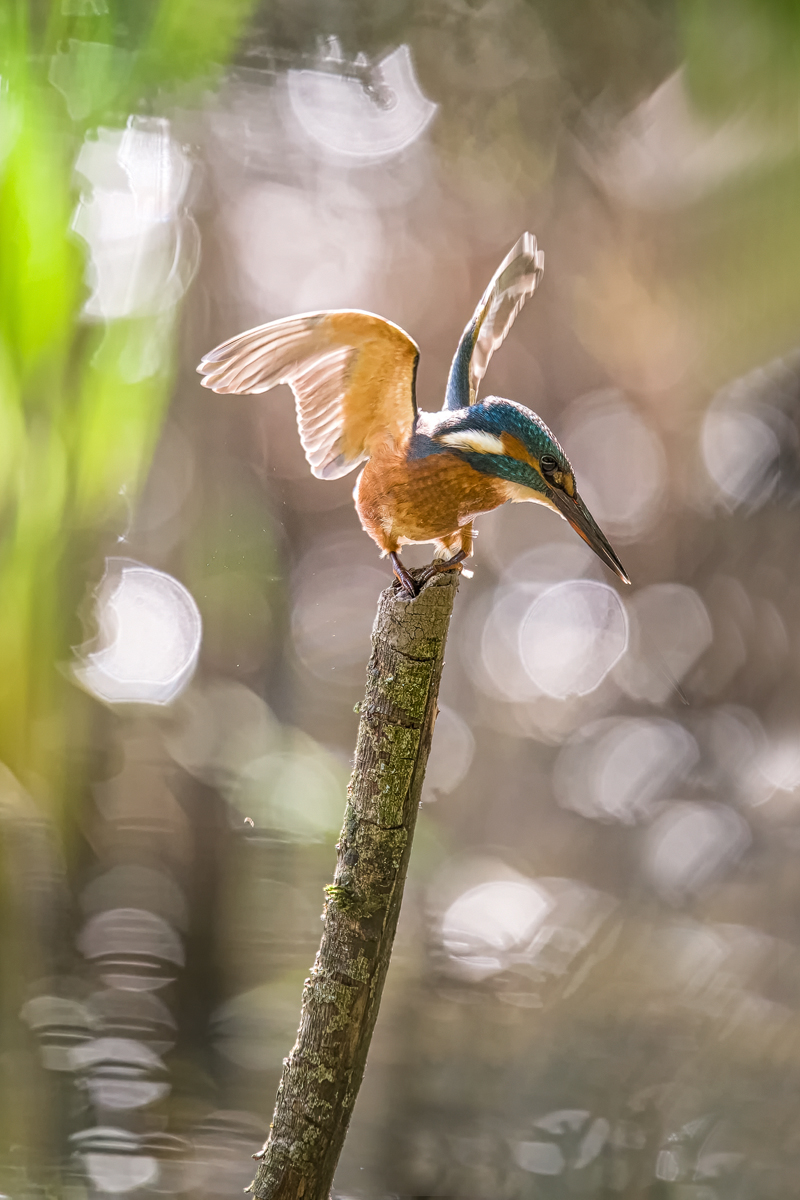 Z62_0540-Eisvogel Kopie großer Beschnitt.jpg