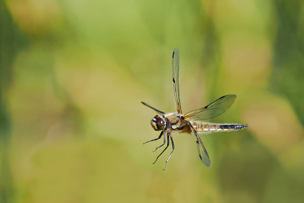 Libellula-quadrimaculata-OM010602---Kopie.jpg
