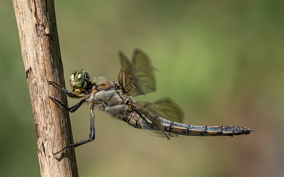 Orthetrum cancellatum - Großer Blaupfeil 14.jpg