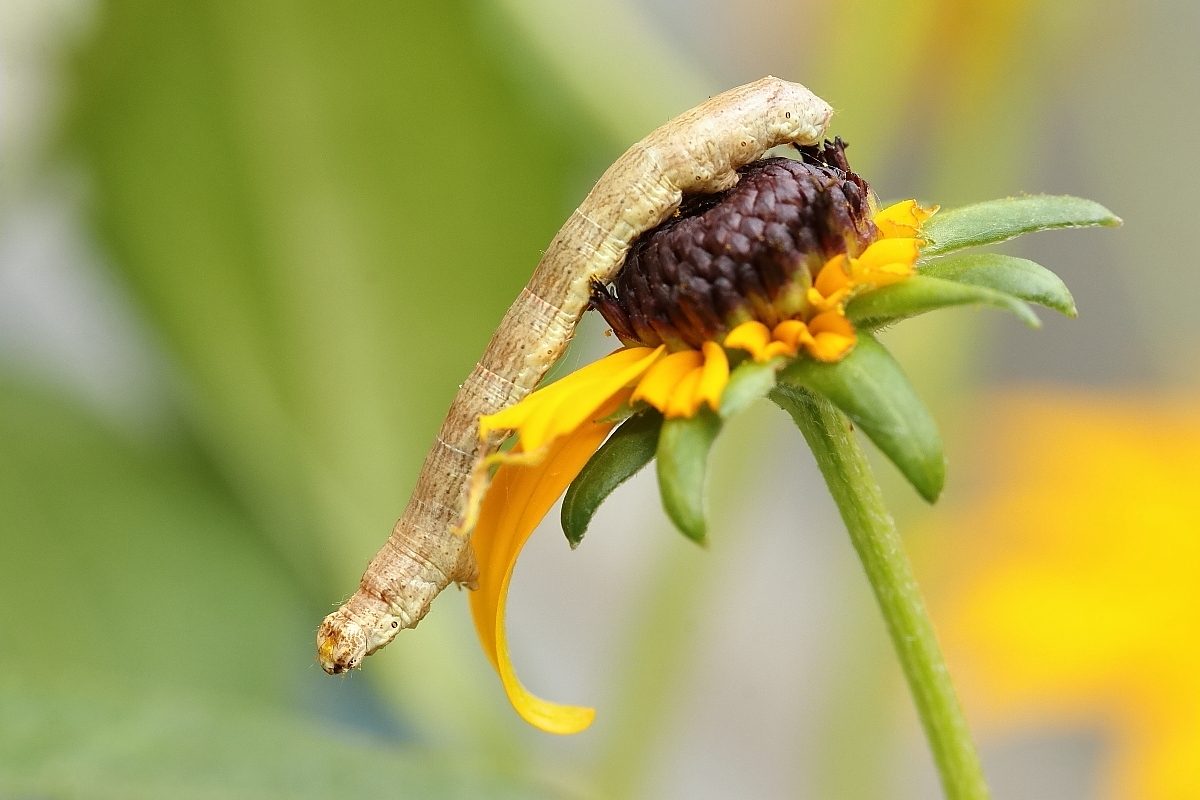 IMG_9092_rs_ectropis_crepuscularia.JPG