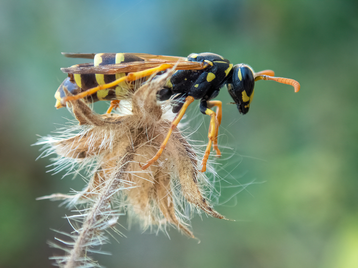 Polistes mit X.vesparum.jpg