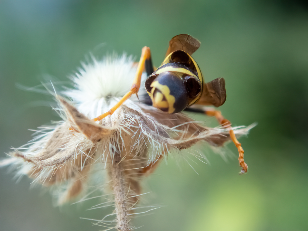 Polistes mit X.vesparum1.jpg