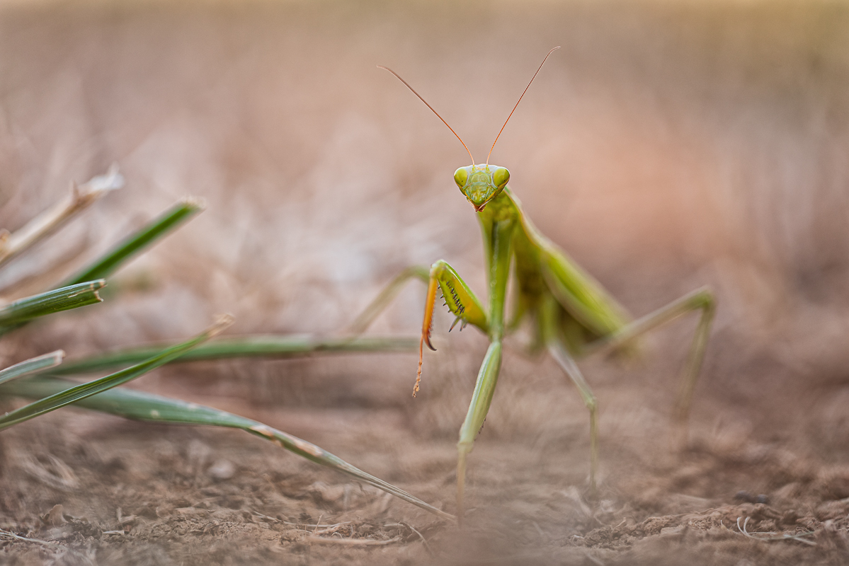 Mantis-.jpg