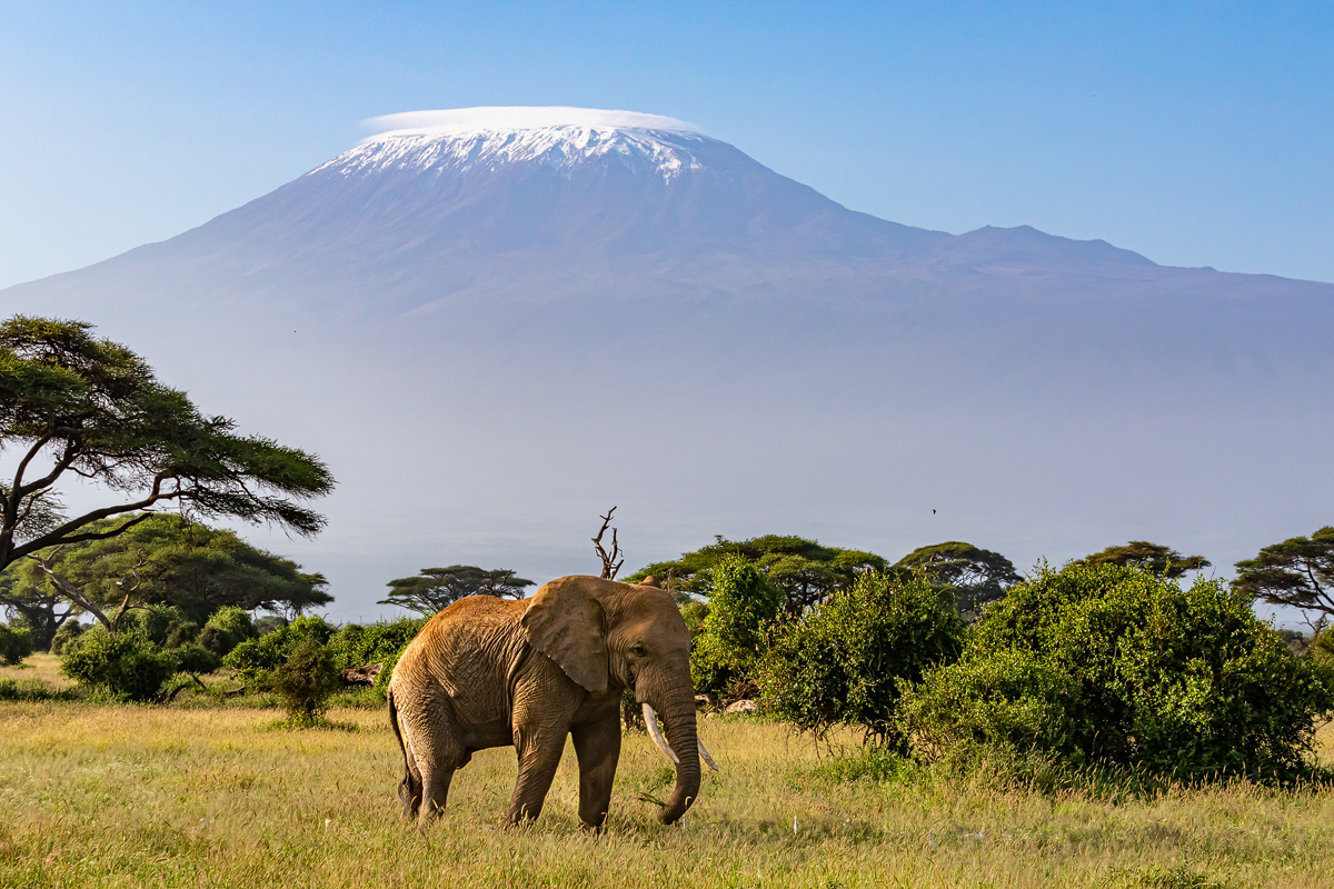 Elefant vor Kilimanjaro_01KL5445.jpg