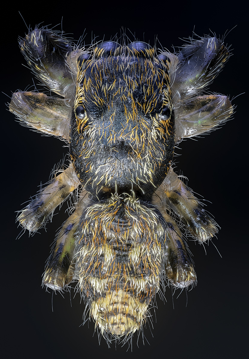 Springspinne.jpg
