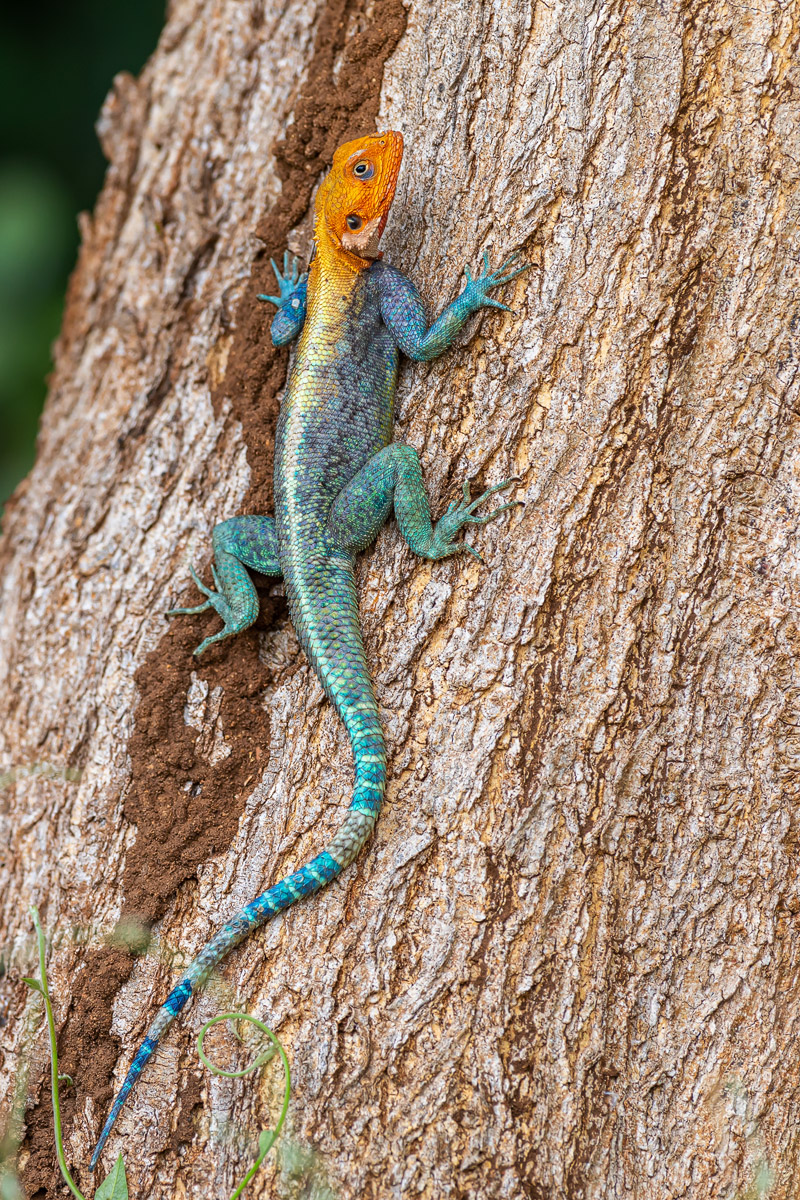 Kenianische Felsenagame (Agama lionotus)_01LK2838.jpg