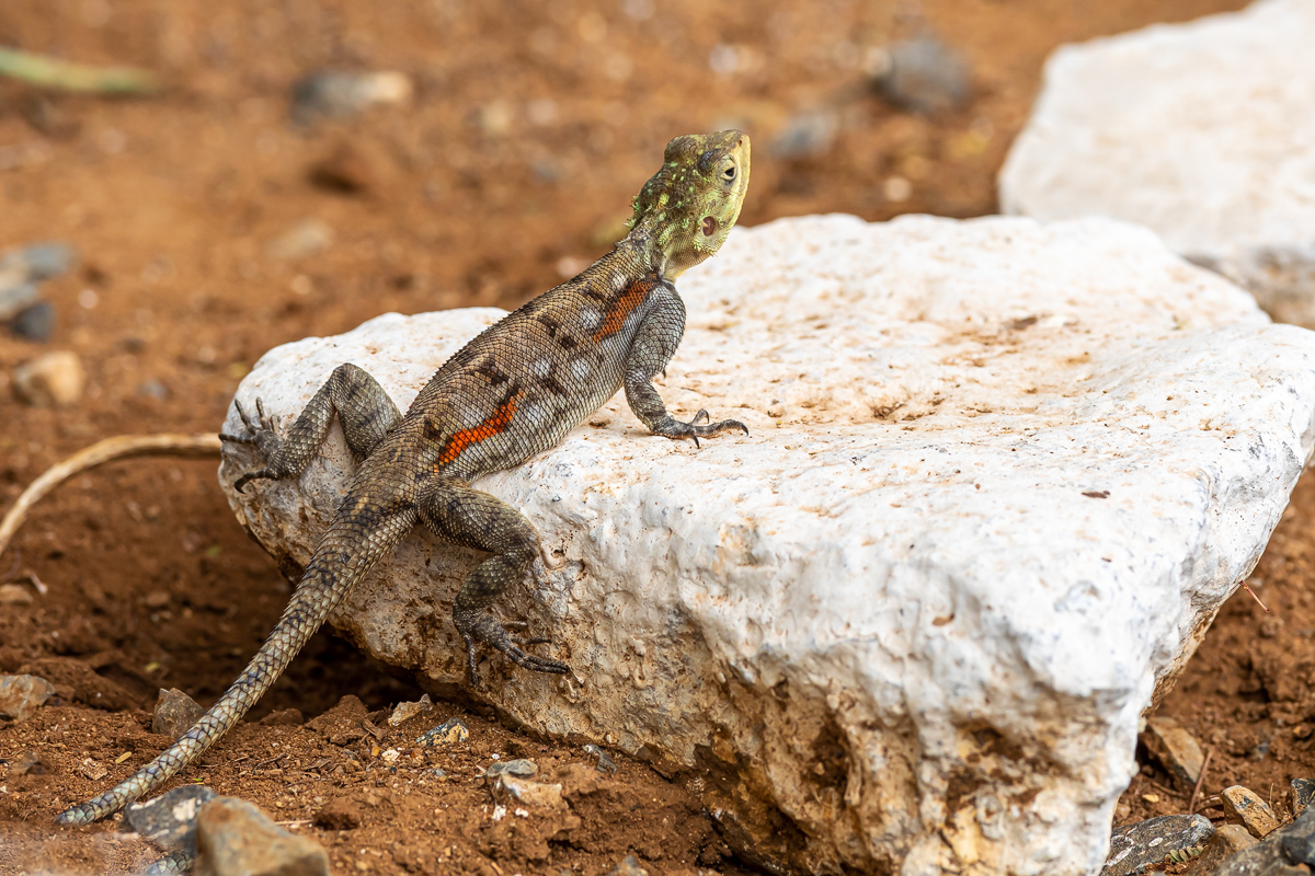 Kenianische Felsenagame (Agama lionotus)_01LK2825.jpg