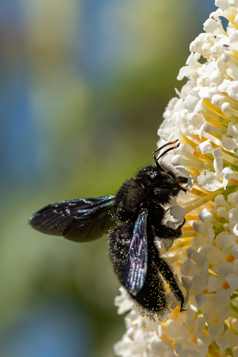 Blauschwarze Holzbiene Xylocopa violacea 20 2022.jpg