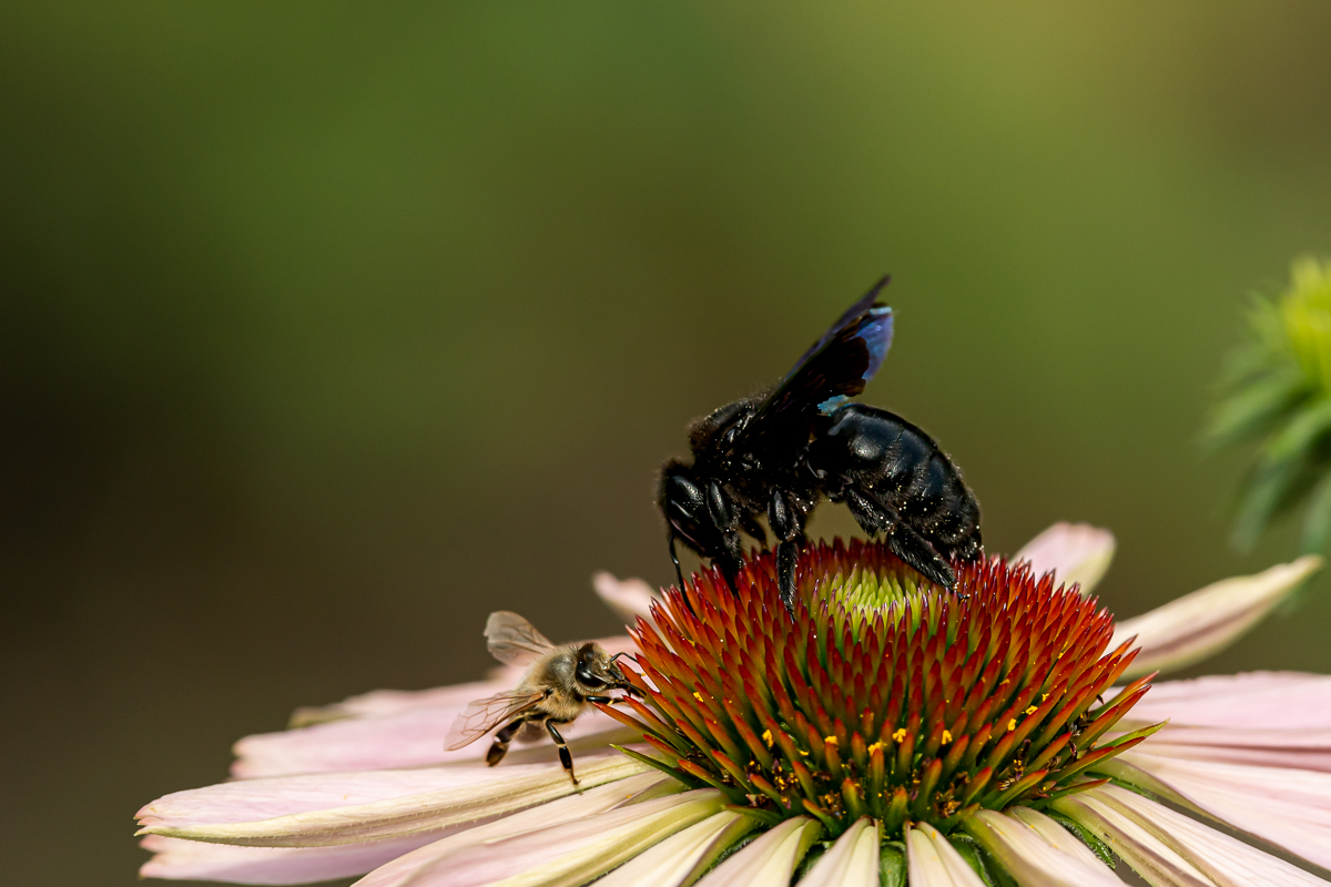Blauschwarze Holzbiene Xylocopa violacea 2.jpg