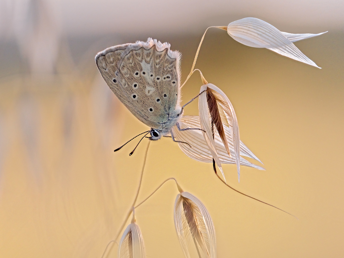 Polyommatus-daphnis-OOG41264---Kopie.jpg