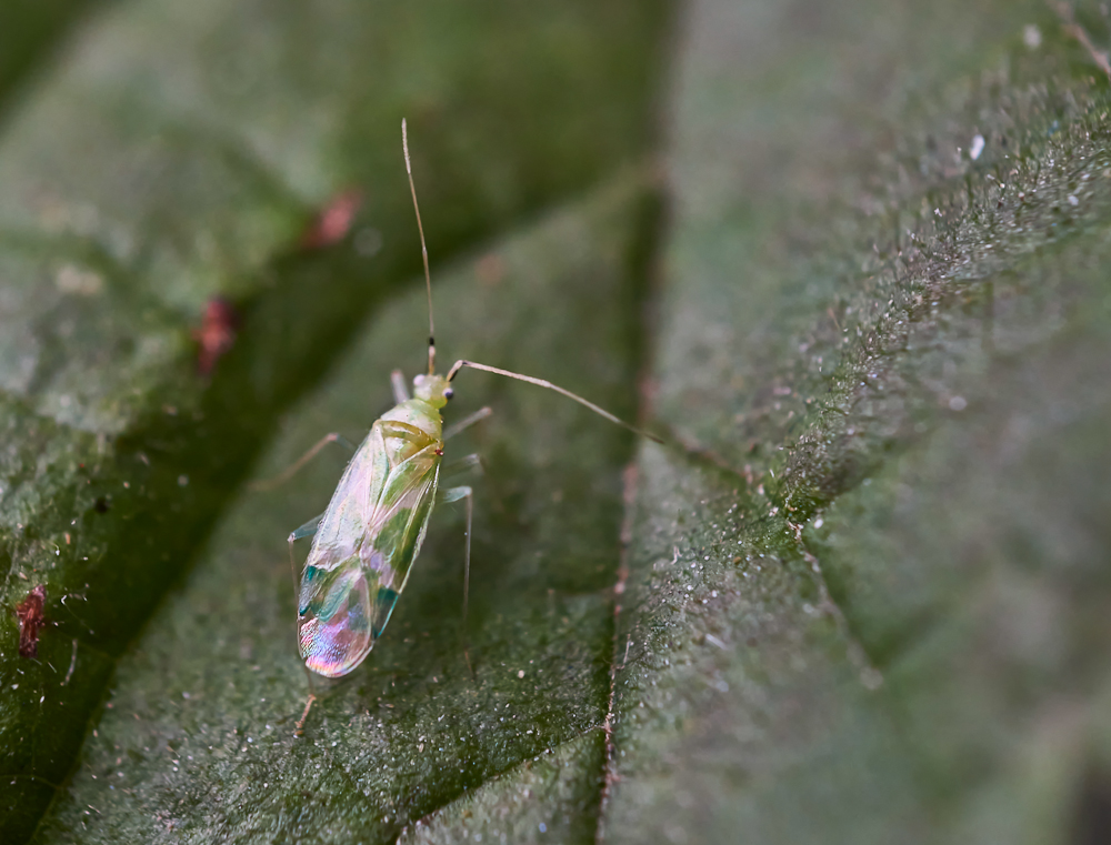 Malacocoris chlorizans 1.jpg