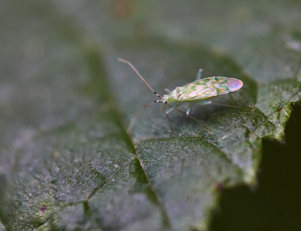 Malacocoris chlorizans 2.jpg