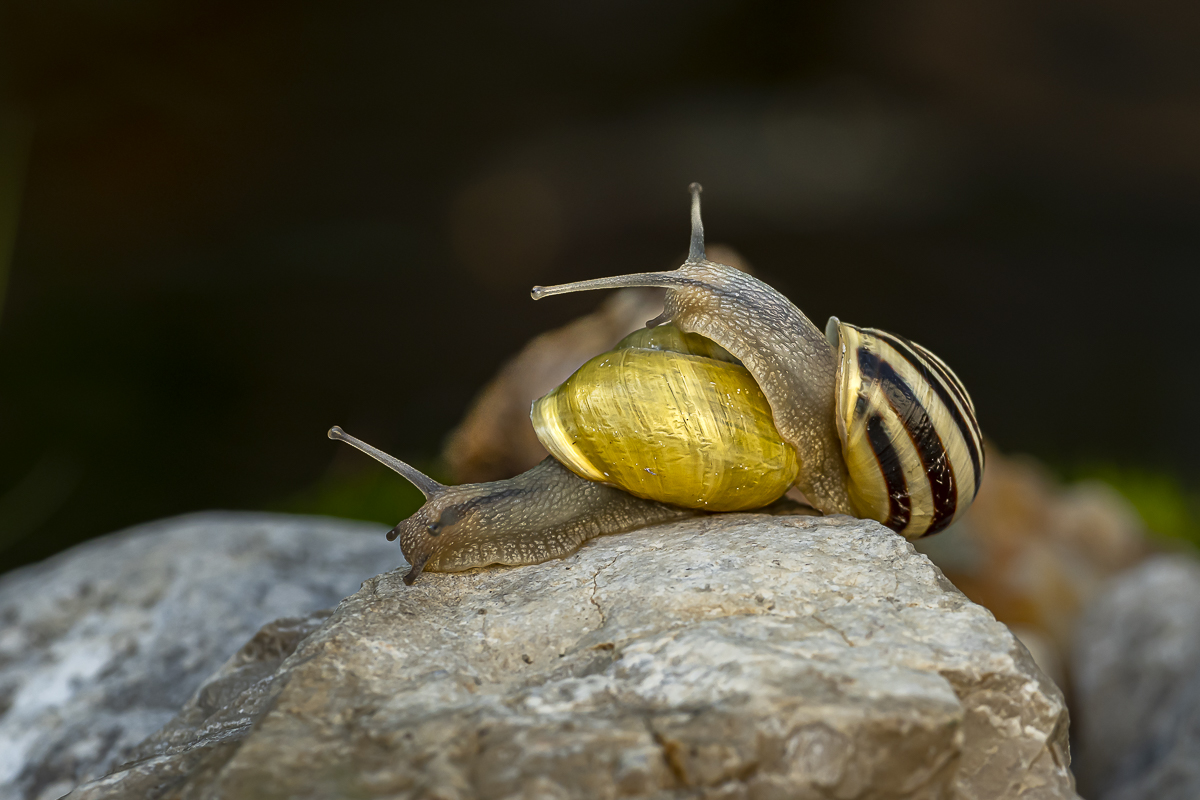 Garten-Bänderschnecke 2 2022.jpg
