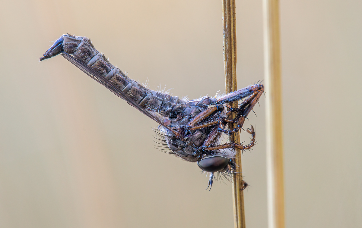 T.cingulatus.tot.jpg