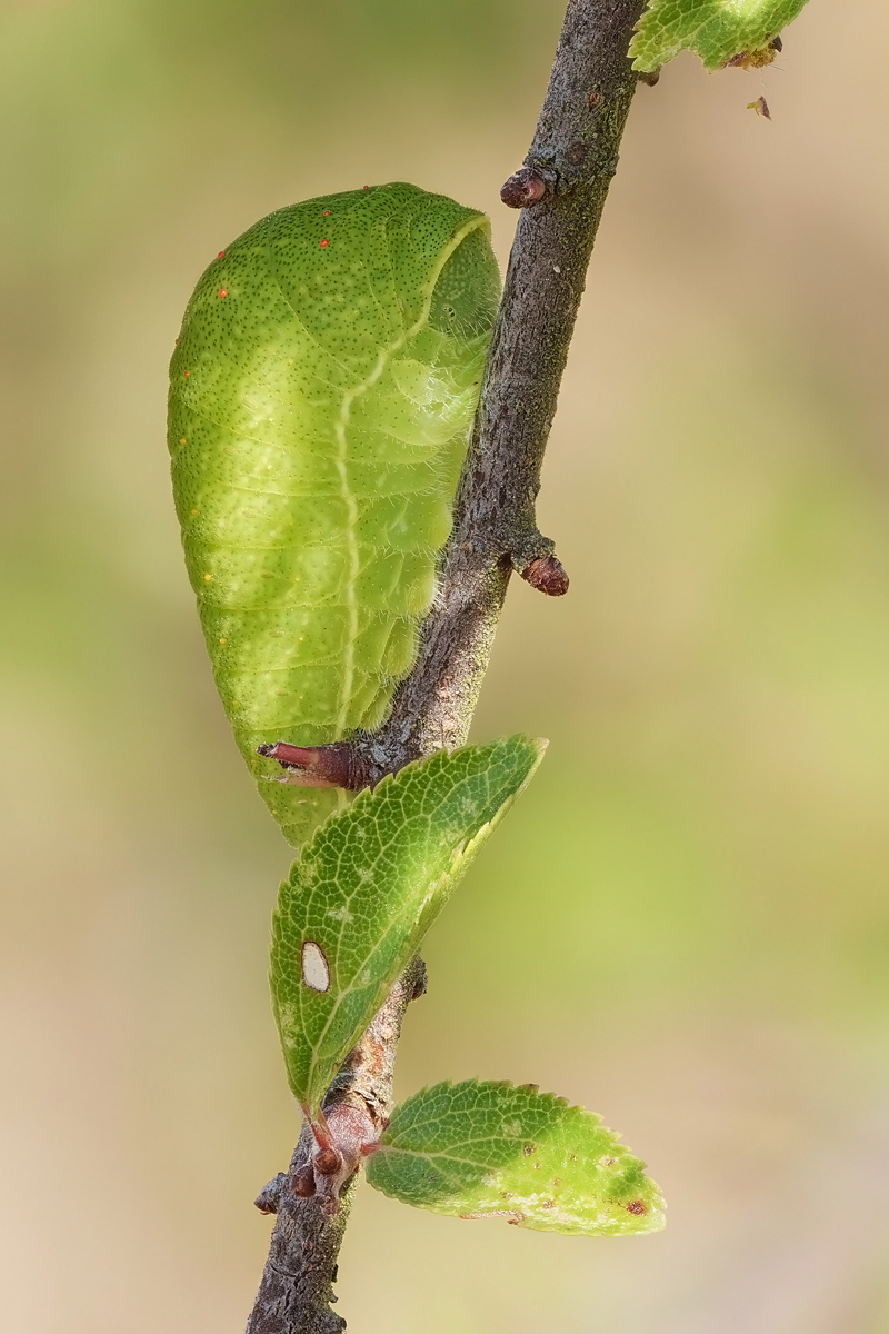 raupe-stack-620385-445.jpg