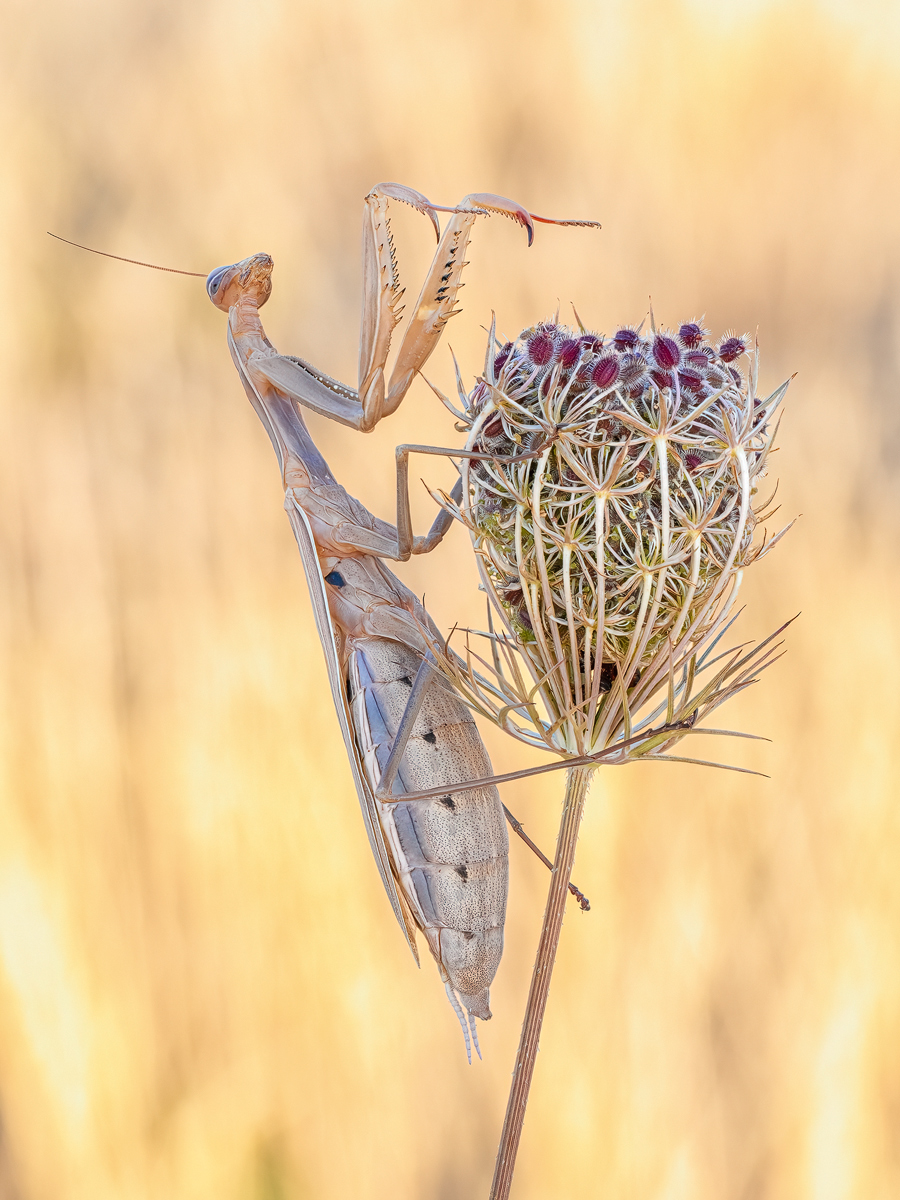 Mantis-1.jpg