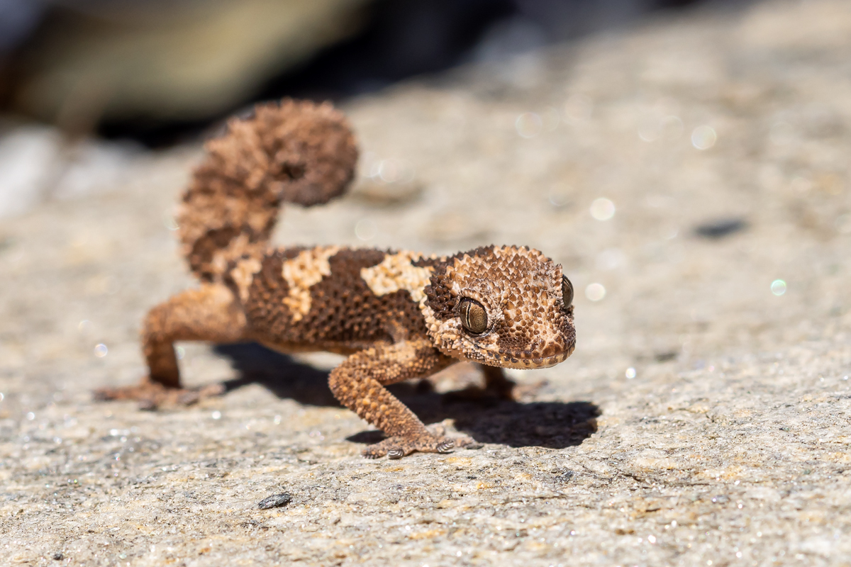 Pachydactylus-rugosus_00RK3426.jpg