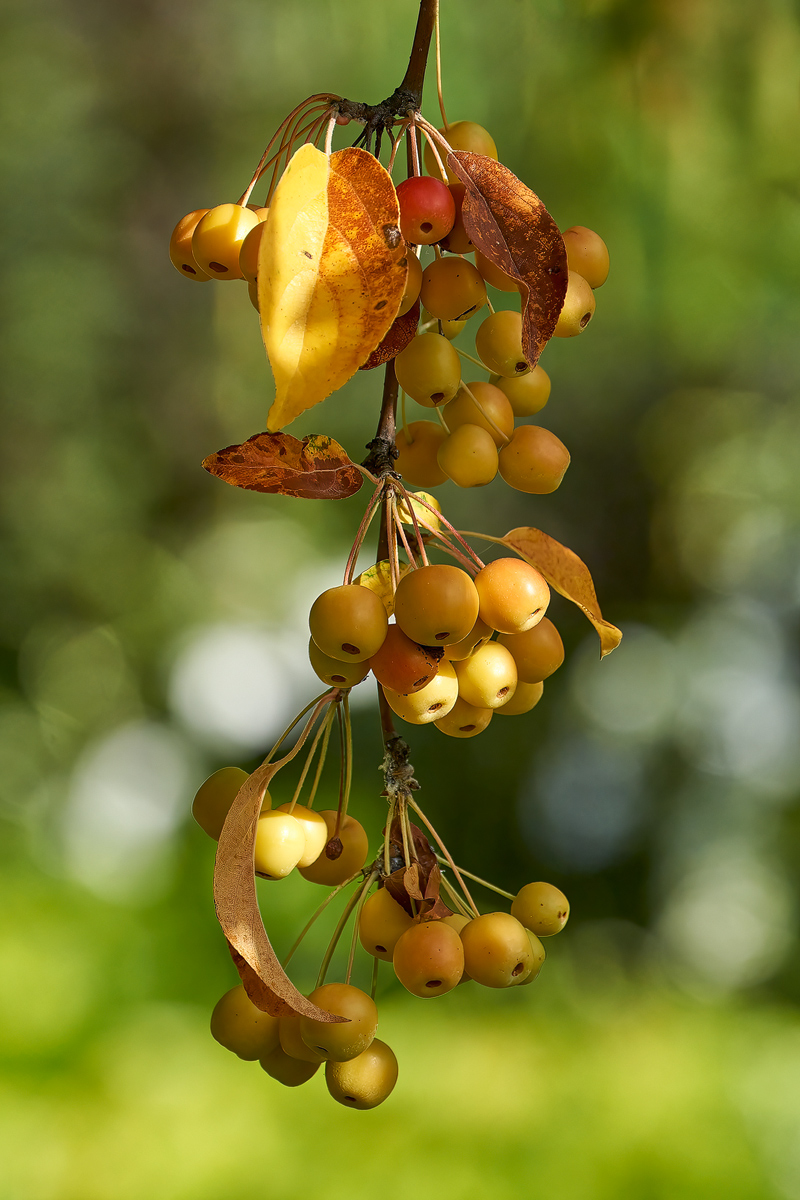 _DSC8366_1.2.jpg