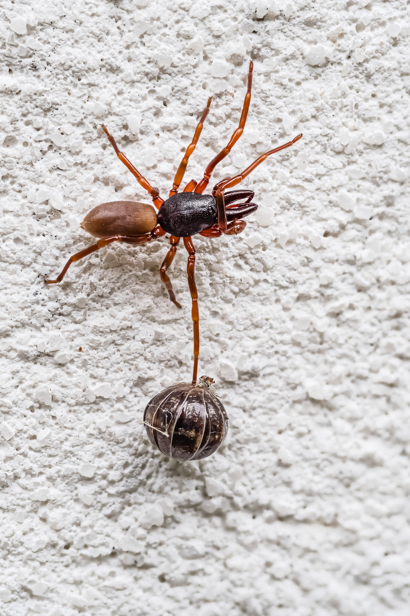 Spinne_mit_Kokon-2.jpg