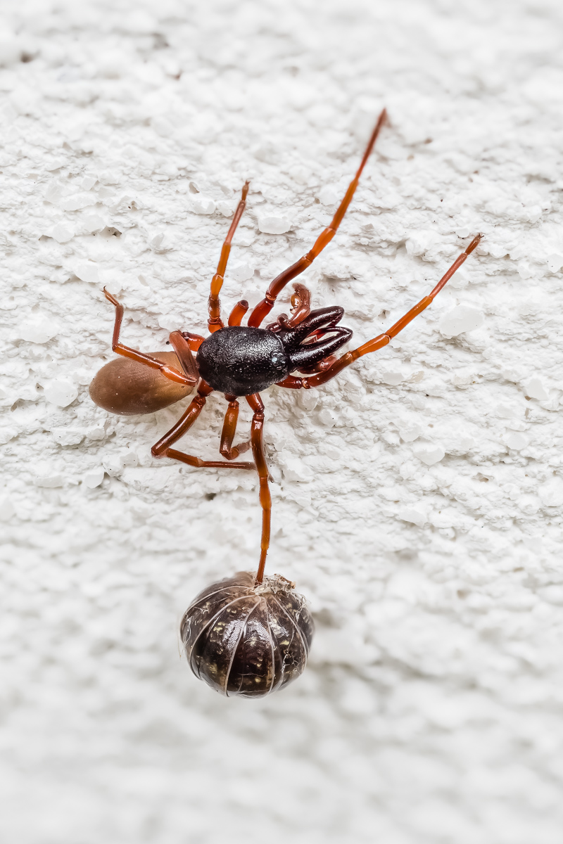 Spinne_mit_Kokon-1.jpg