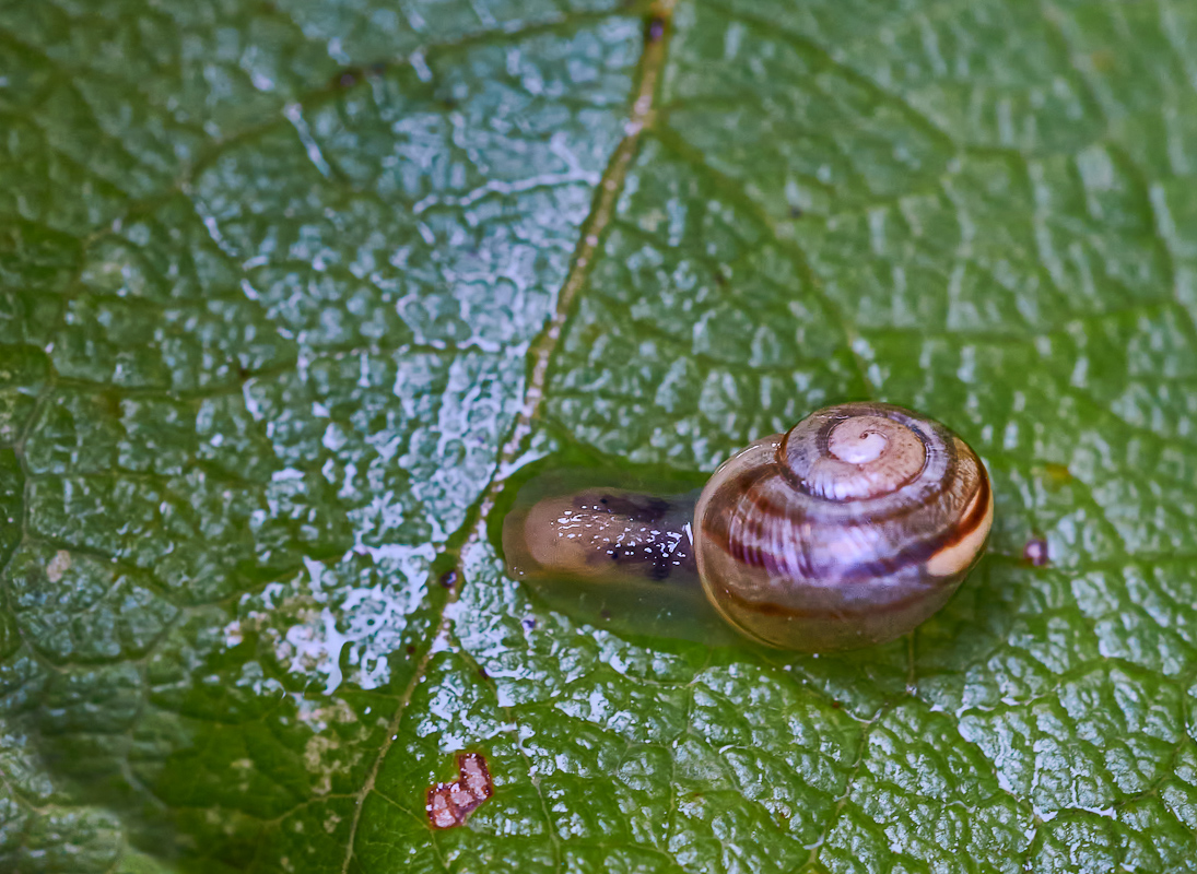 Schnecke 1.jpg