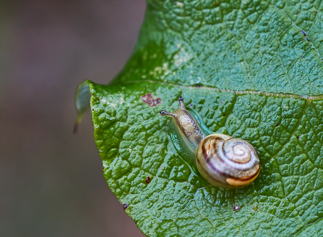 Schnecke 2.jpg