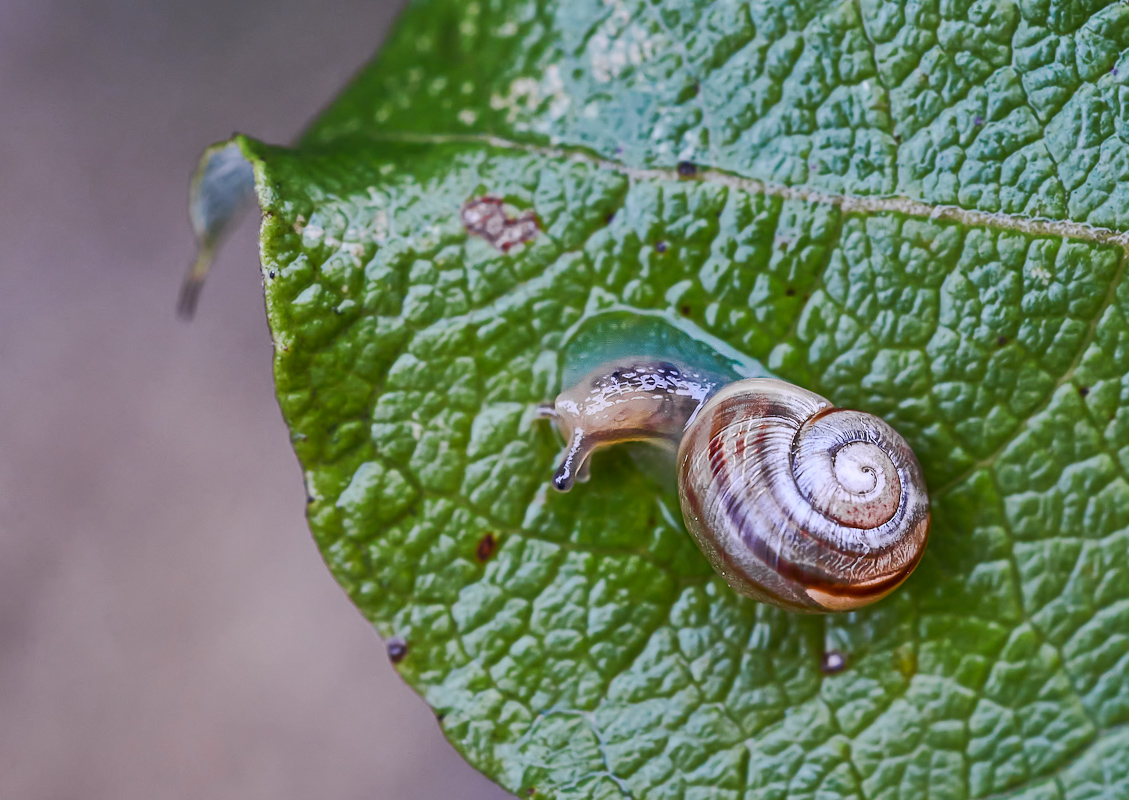 schnecke 3.jpg